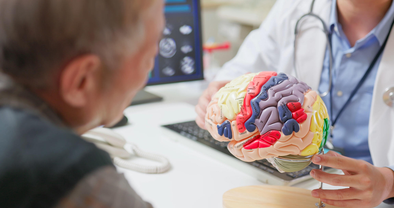 Brain model education